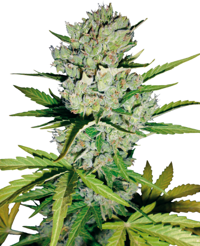 Sensi Seeds Seminte de canabis Skunk #1 Automatic Feminizate de White Label, 3-10 buc