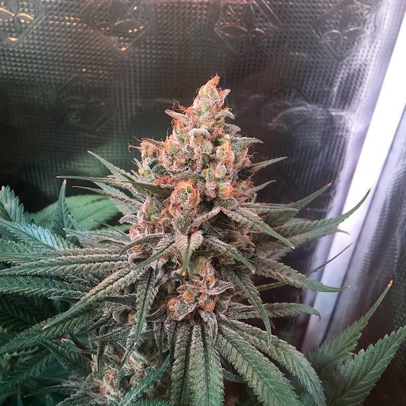Silent Seeds Seminte de canabis clasice Critical Jack feminizate