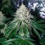 Silent Seeds Seminte exotice de canabis Gorilla Frost feminizate