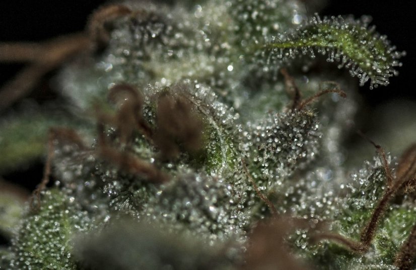 T.H.Seeds™ Graines de cannabis Underdawg™, paquet de 5+1, féminisées