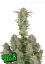 Fast Buds Cannabis Seeds Bruce Banner Auto