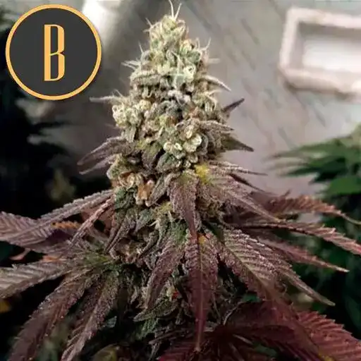 Blimburn Seeds Cannabis Seeds Zombie Death Fuck Feminized