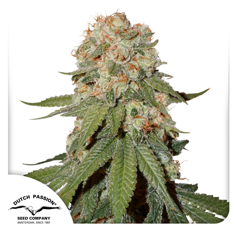 Dutch Passion Seminte de canabis Orange Bud® feminizate