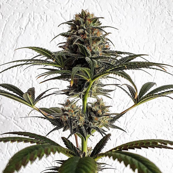 Royal Queen Seeds Cannabis Seeds Dance World Feminized (korkea CBD)