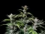 Fast Buds Sjemenke konoplje Cherry Cola Auto