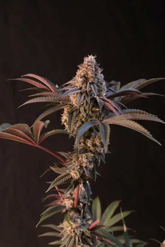 Fast Buds Sementes de Cannabis Lemon Cherry Runtz Fast Buds Sementes de Cannabis Lemon Cherry Runtz