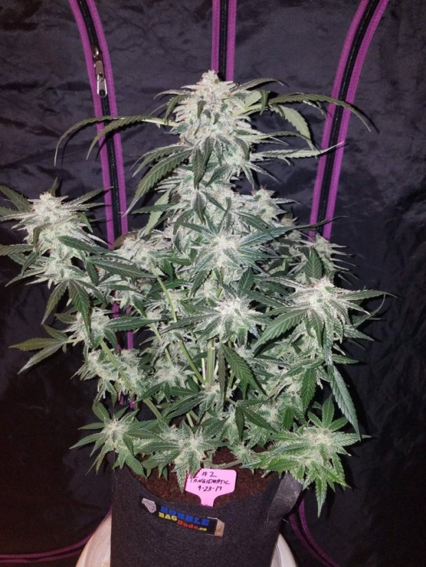 Fast Buds Sjemenke kanabisa Tangie Auto
