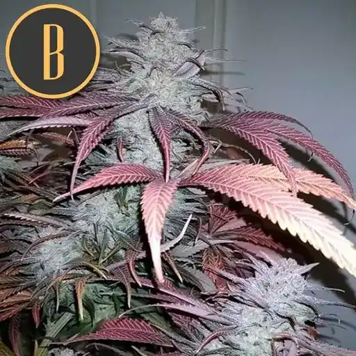 Blimburn Seeds Hanfsamen Critical Daddy Feminisiert