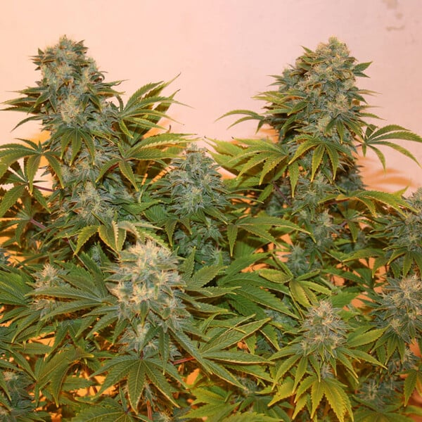 Royal Queen Seeds Semi di cannabis Royal AK Auto