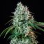 Royal Queen Seeds Seminte de canabis HulkBerry feminizate