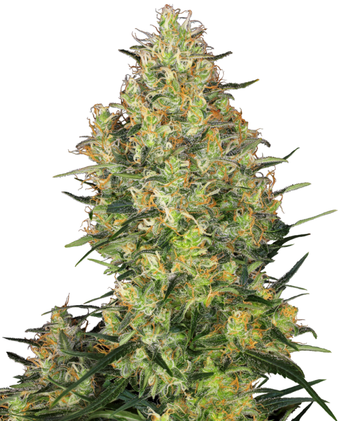 Sensi Seeds Cannabis Shiva Skunk® Regular, 10 buc