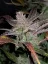 Fast Buds Kremasti kolačići sjemenki kanabisa, automatski