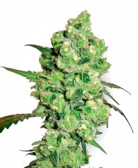 Sensi Seeds Semințe de canabis Super Skunk Regular de White Label, 10 buc.