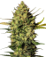 Sensi Seeds Cannabis Seeds Master Kush Automatic Feminiseret af White Label, 3-10 stk.