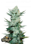 Fast Buds Sjemenke konoplje Tangie Auto
