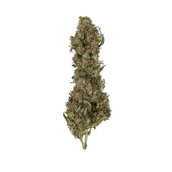 Royal Queen Seeds Cannabis Seeds Royal Medic Feminized (korkea CBD)