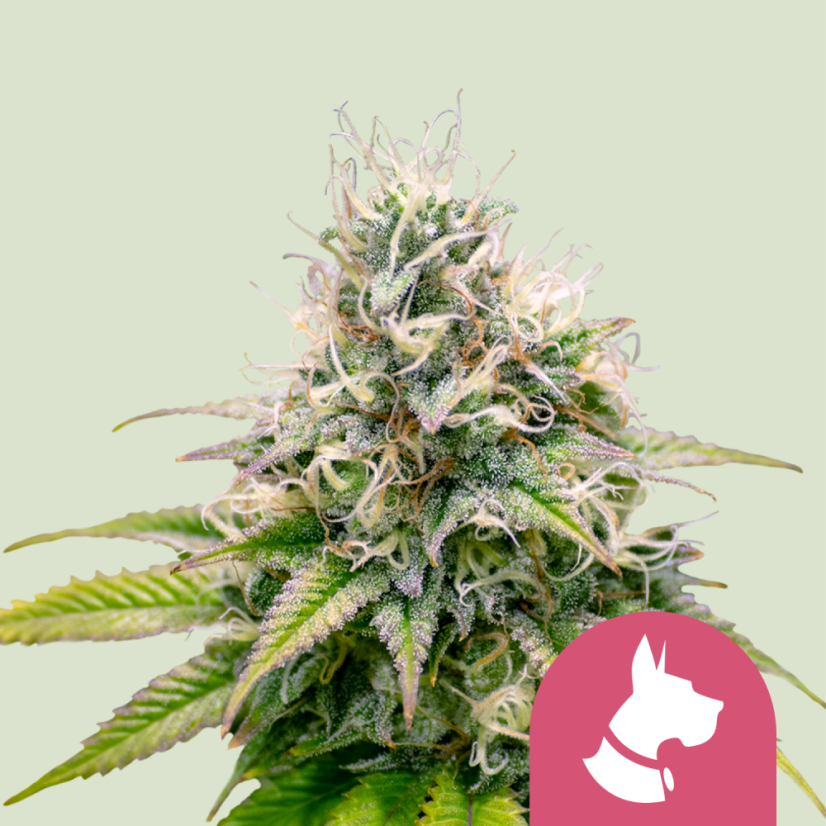 Royal Queen Seeds Seminte de canabis Kali Dog Feminizate