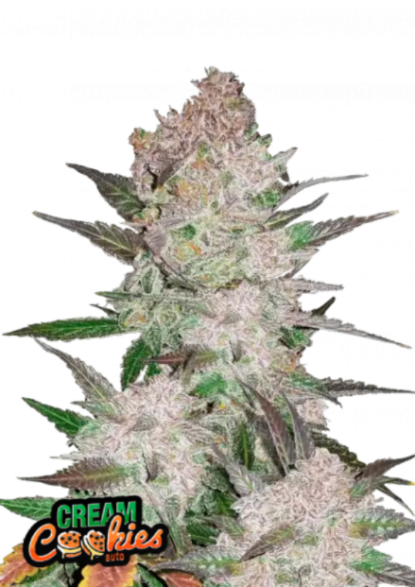 Fast Buds Kremasti kolačići sjemenki kanabisa, automatski