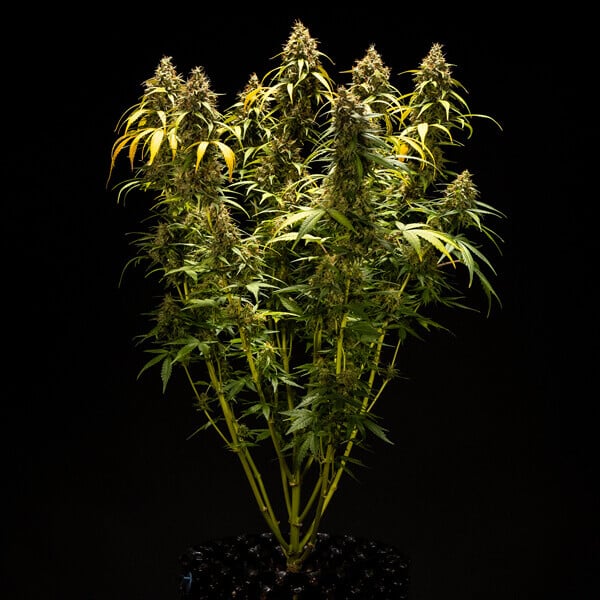 Royal Queen Seeds Seminte de canabis Triple G Auto