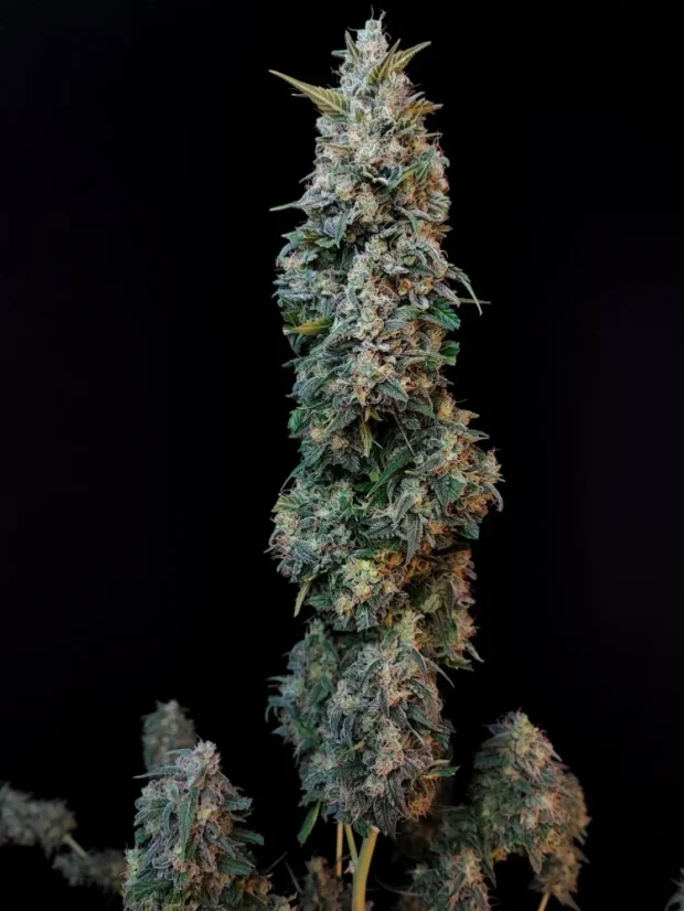 Fast Buds Sjemenke konoplje Sour Diesel Auto