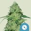 Royal Queen Seeds Cannabis Seeds Joannen CBD feminisoitu (korkea CBD)
