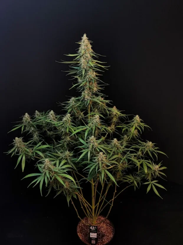Fast Buds Sjemenke konoplje Sour Diesel Auto