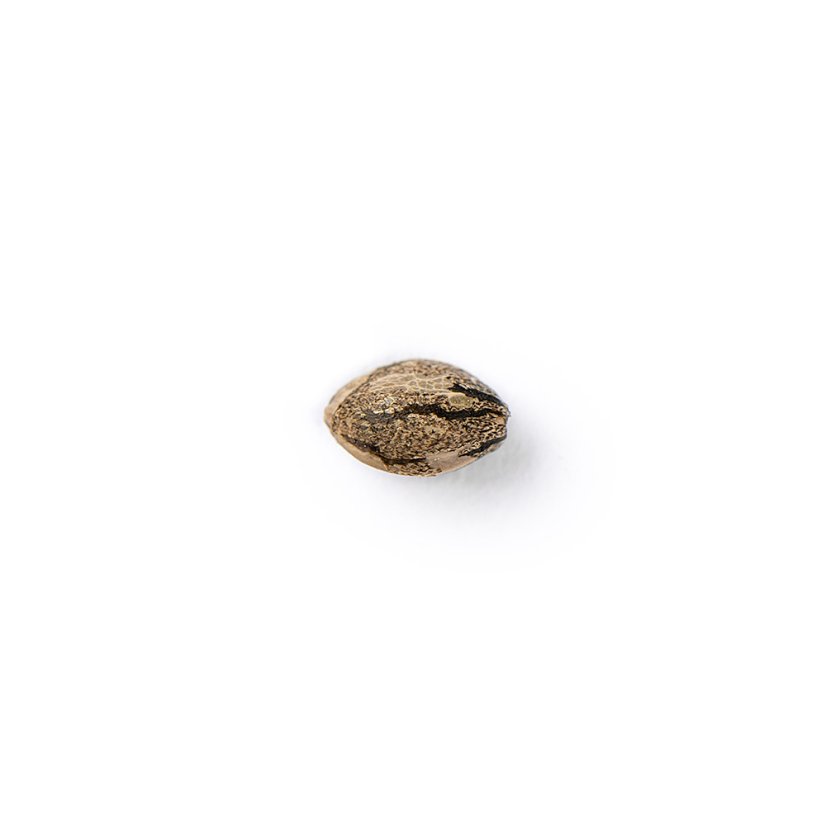 The Bulldog Seeds The Bulldog Biscoitos Feminizados, 3 e 5 pcs