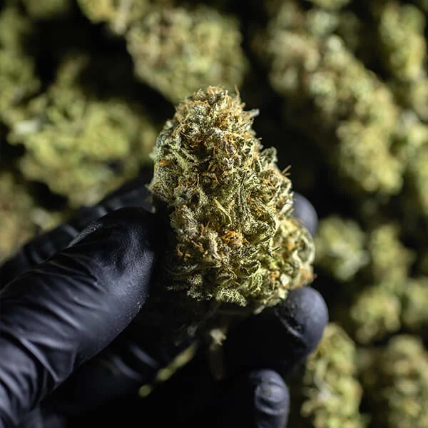Royal Queen Seeds Seminte de canabis Chocolate Haze feminizate