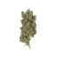 Royal Queen Seeds Seminte de canabis Royal Gorilla feminizate