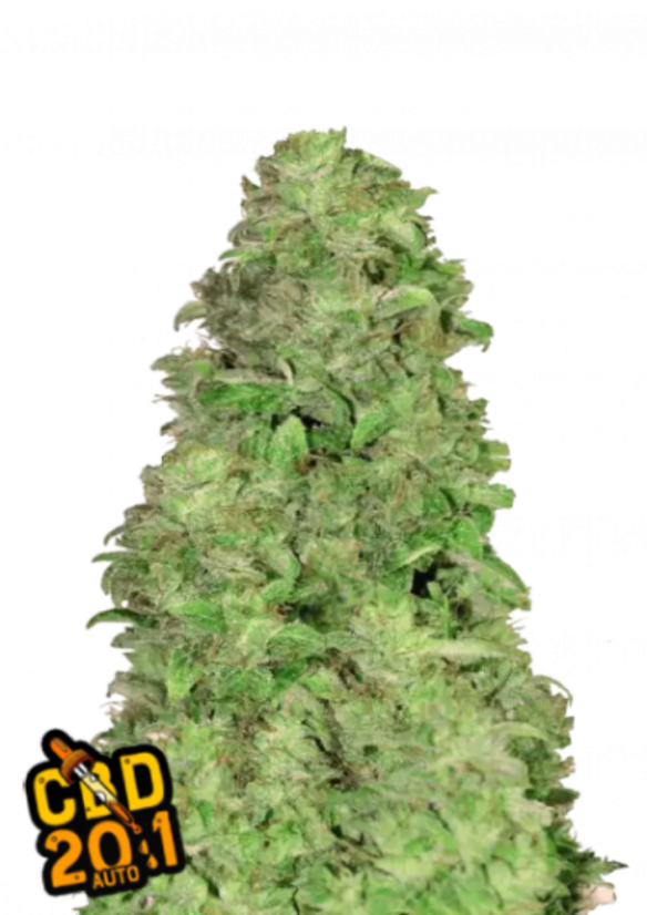 Semințe de canabis Fast Buds CBD 20:1 Auto