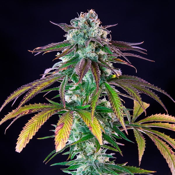 Royal Queen Seeds Seminte de canabis Green Crack Punch feminizate