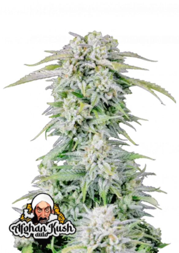 Semințe de canabis Fast Buds Afghan Kush Auto