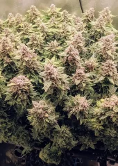 Dutch Passion Seminte de canabis Auto Euforia® Autoflowering