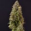 Doctor´s Choice Semințe Lowryder regulate (IBL) Auto Regular