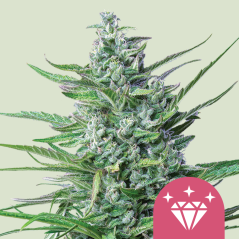 Royal Queen Seeds Graines de cannabis Special Kush #1 féminisée