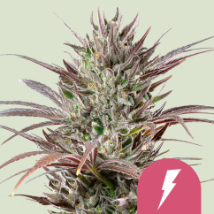 Royal Queen Seeds Sjemenke konoplje North Thunderfuck Feminized