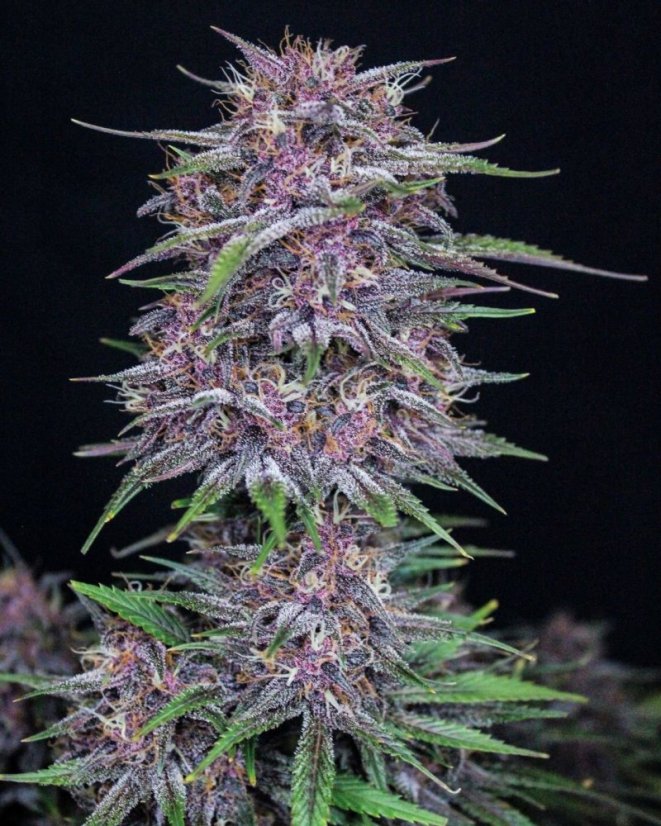 Fast Buds Cannabis Seeds Banana Purple Punch Auto