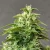 Doctor's Choice Seeds Chronic Ryder BX Auto femminizzata