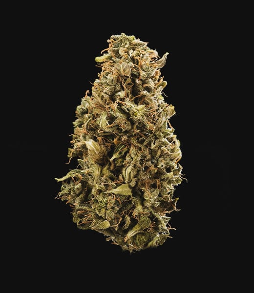 Royal Queen Seeds Seminte de canabis Sherbet Queen Auto