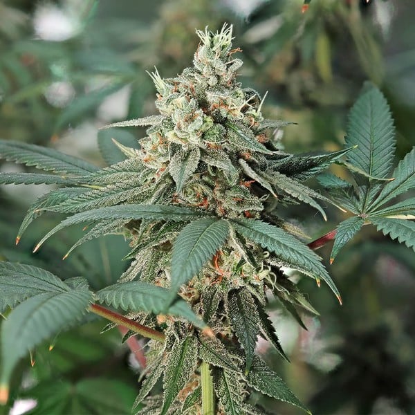 Royal Queen Seeds Seminte de Canabis Fat Banana Feminizate