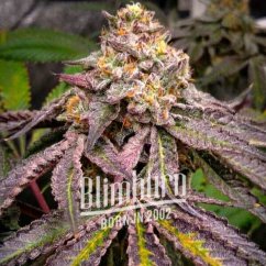 Blimburn Seeds Kanepiseemned Jokerz Feminiseeritud