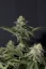 Fast Buds Sjemenke kanabisa Narančasti šerbet FF