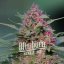 Blimburn Seeds Cannabis Seeds Pink Rozay Nőiesített