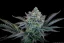 Fast Buds Sjemenke kanabisa Gorilla Cookies FF