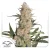 Dutch Passion Kanepiseemned Critical Orange Punch Feminiseeritud