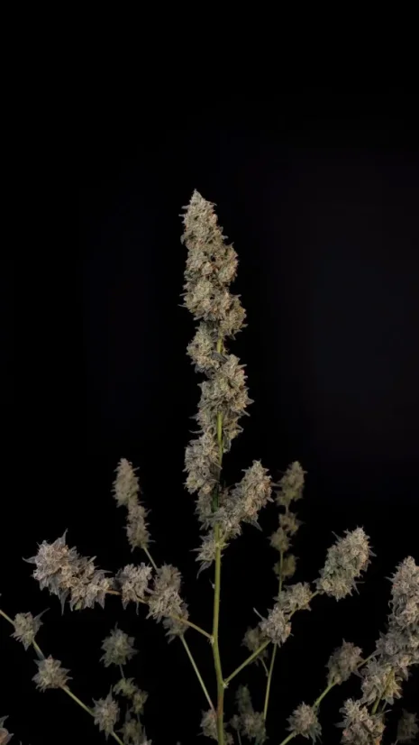 Fast Buds Biji Ganja BubbleGum Auto