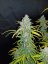 Fast Buds Biji Ganja Blue Dream Auto