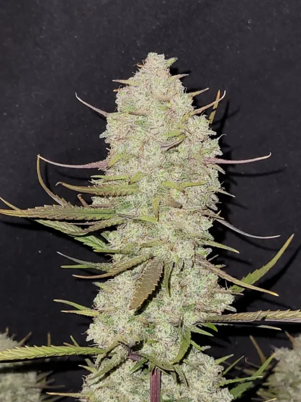 Fast Buds Biji Ganja Kue Tropicana Otomatis