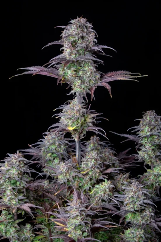 Fast Buds Sjemenke konoplje Blueberry Auto
