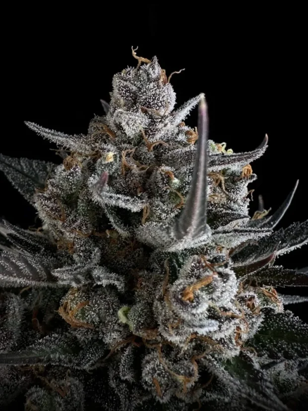 Fast Buds Насіння канабісу Pound Cake Auto